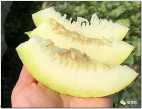 难以置信的吃瓜视频下载,难以置信的吃瓜视频下载背后的秘密  第3张