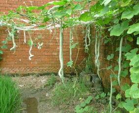 第一次吃蛇瓜的视频,一场奇妙的味蕾探险之旅  第2张