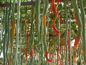 第一次吃蛇瓜的视频,一场奇妙的味蕾探险之旅  第3张