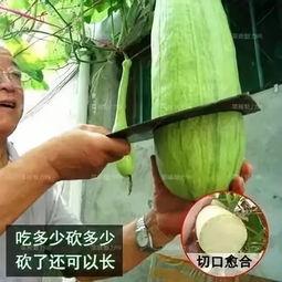 砍瓜吃的危害视频播放  第3张