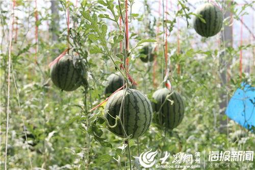 吃瓜基地视频大全,揭秘娱乐圈幕后故事  第2张