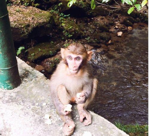 舞蹈猴子吃瓜视频教学,轻松学会吃瓜技巧  第2张